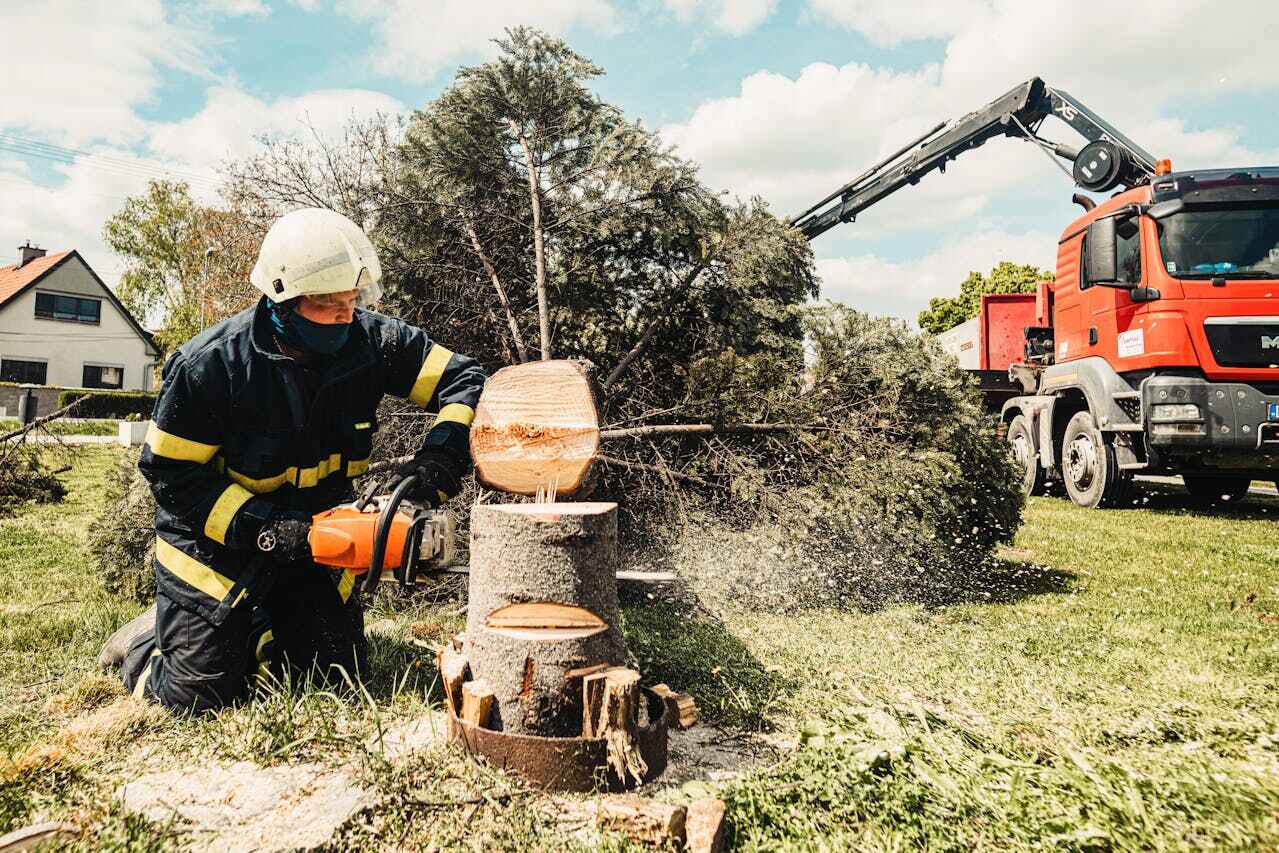 Large Tree Removal in Belleair Bluffs, FL